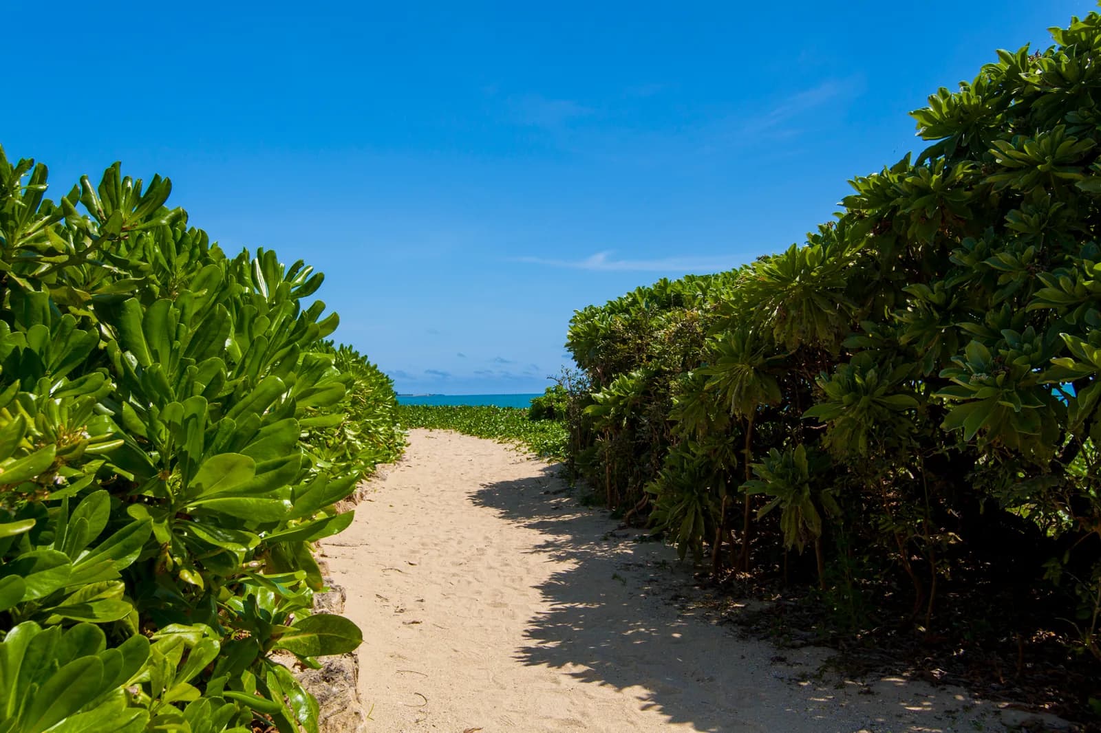 A sandy path between coastal plants leading to the sea on Senaga Island