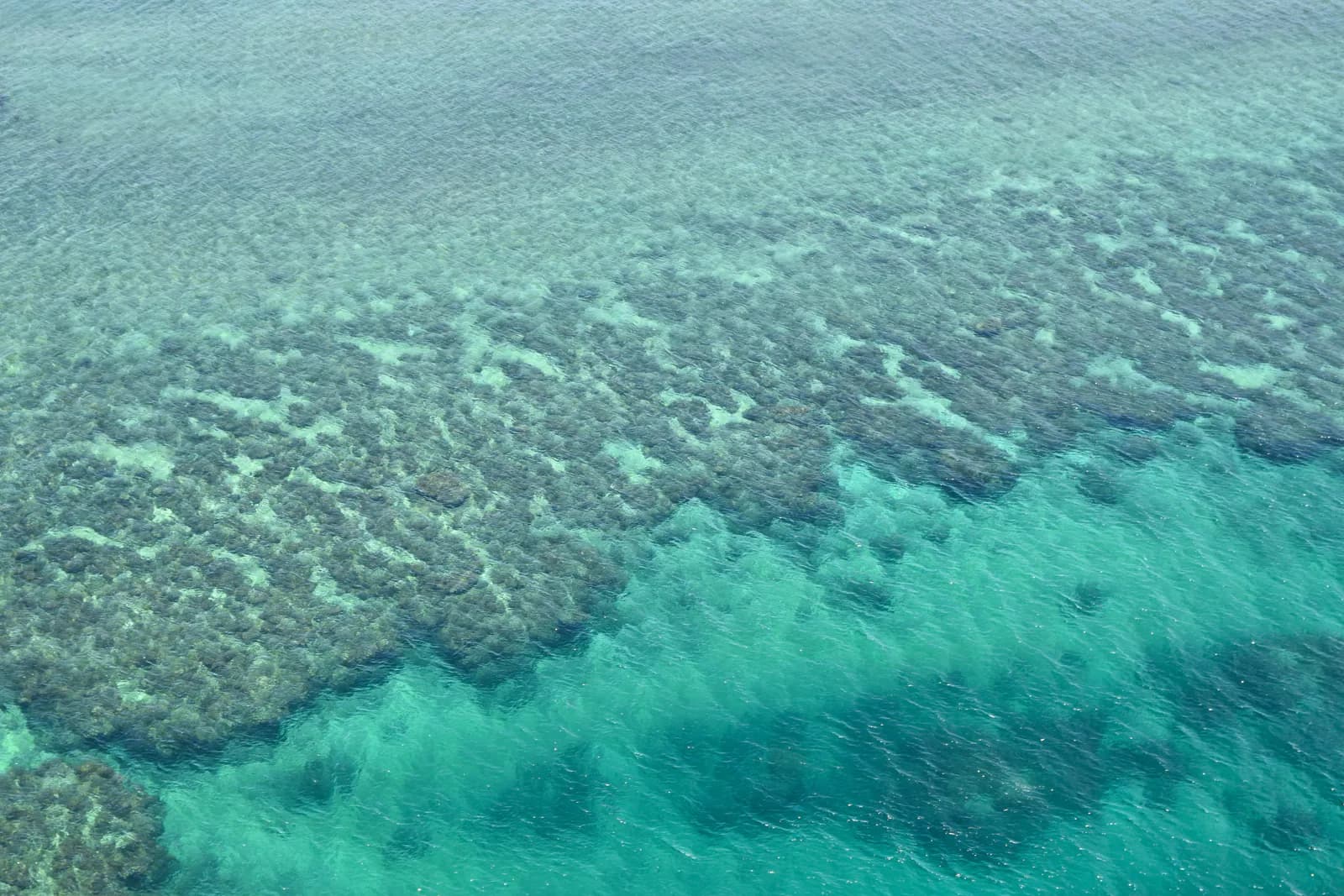 海面越しに見えるサンゴ礁と青緑色の海