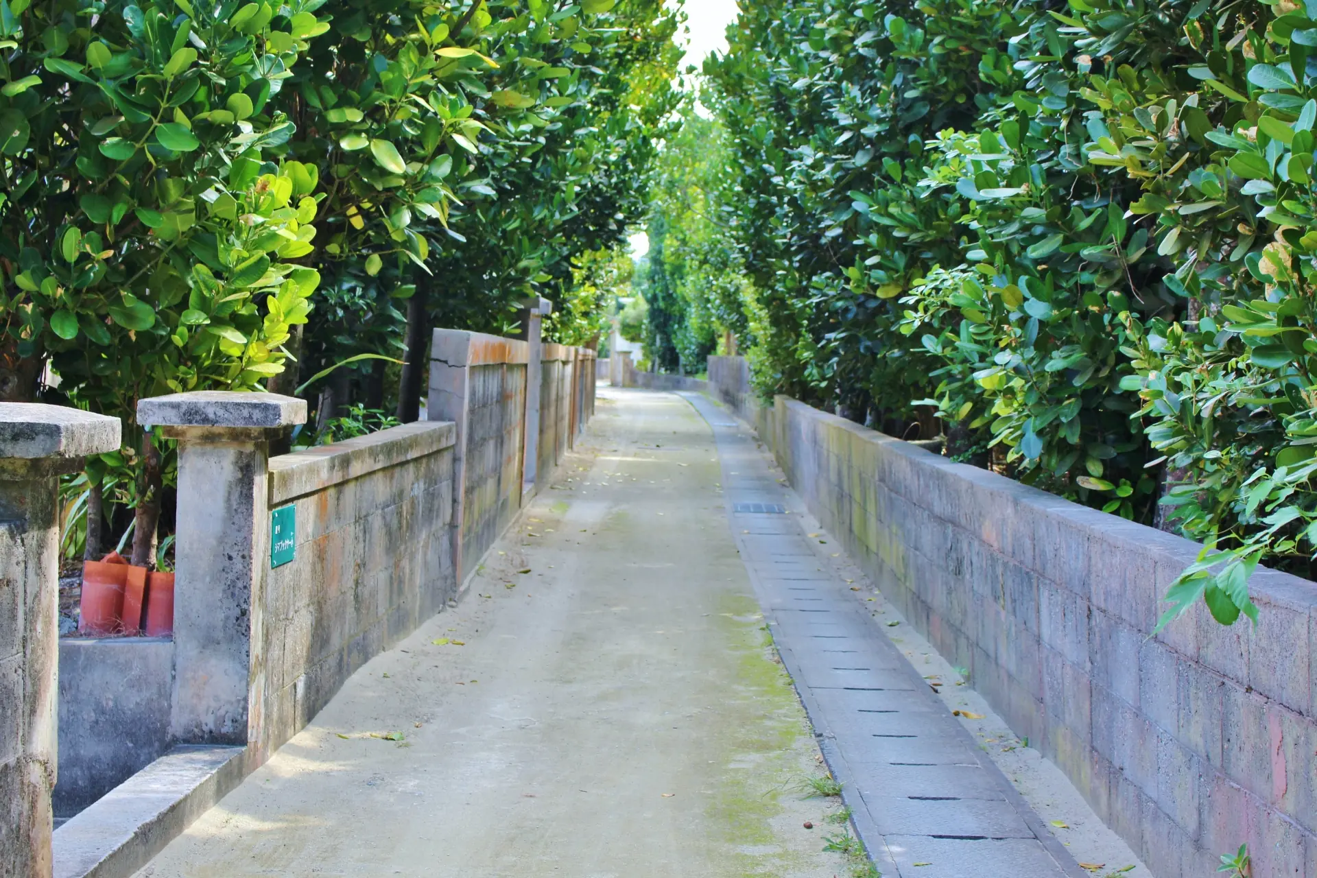 Village road lined with fukugi trees on Tonaki Island