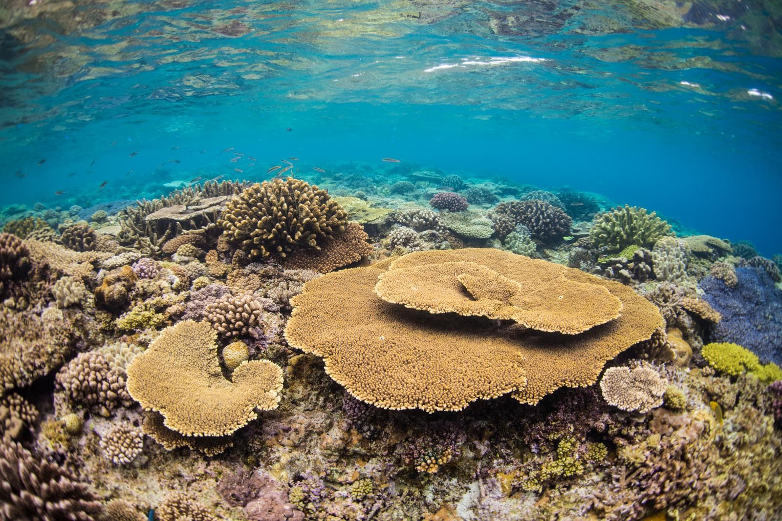 Coral reefs in the waters around Minna Island